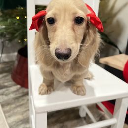 Dachshund Puppies from Winsor Family Dachshunds
