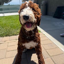Cooper - Goldendoodle
