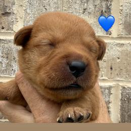 Blue collar - Yellow male Labrador Retriever puppy in Clinton, Tennessee from Summer Rose