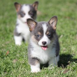 American Corgi, French Bulldog, and Pembroke Welsh Corgi Puppies from Moonstone Corgis & Frenchies