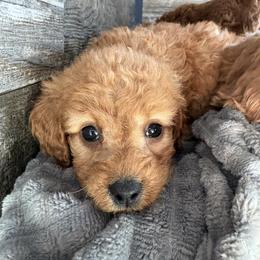 Kelsi - Red female Cavapoo puppy in Osseo, Michigan from Smiths Fluffy butts