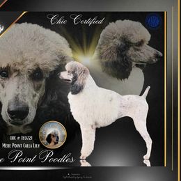 Cali - Poodle
