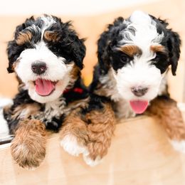 Bernedoodle, Goldendoodle, and Poodle Puppies from Teddy Doodles & Standard Poodles