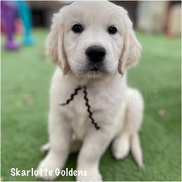 Kimmy (black) - Golden Retriever puppy from Skarlotte Goldens