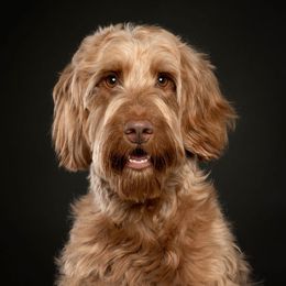 Carbon - Irish Setter
