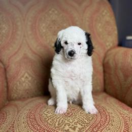 Lucchese - Parti male Poodle puppy in Ault, Colorado from The Peaks Premium Poodles