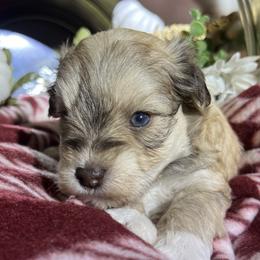 Treble - Wheaten male Miniature Schnauzer puppy in Menifee, California from Moonshine’s Minis