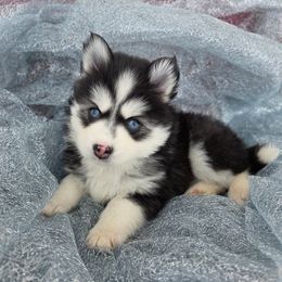 Kentenia - Black and white female Pomsky puppy in Mc Callsburg, Iowa from SZ Rolling Acres LLC