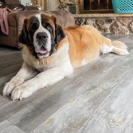 Darla - Saint Bernard