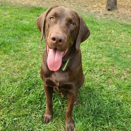 River - Labrador Retriever