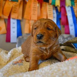 Golden Retriever Puppies from Red Prairie Retrievers