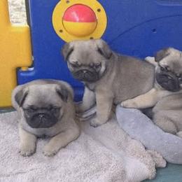 Pug Puppies from Pugs R Us