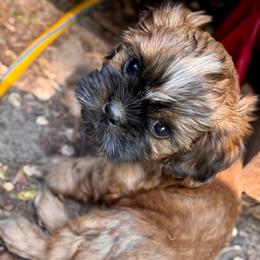 Barney - Brindle and white male Cavatzu puppy in Saint Paul, Minnesota from Amy’s Puppy Tzu