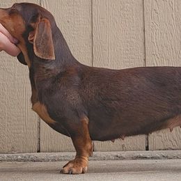 Mocha - Dachshund
