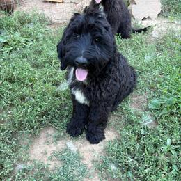 Girl 1 - Black female Double Doodle puppy in Jonesborough, Tennessee from Dry Creek Siberians