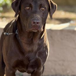 Rocky - Chocolate male Labrador Retriever puppy in Big River, California from Cozy Acres Farm Labradors