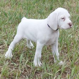 Braque du Bourbonnais puppies from Rufnit Kennels, LLC