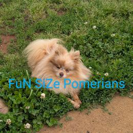 Thor - Pomeranian