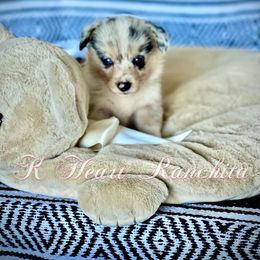 Boy 5 - Blue merle and white American Corgi puppy in Gentry, Arkansas from K Heart Ranchita