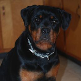 Rottweilers from Rabenbucht Rottweilers