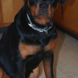 Rottweilers from Rabenbucht Rottweilers