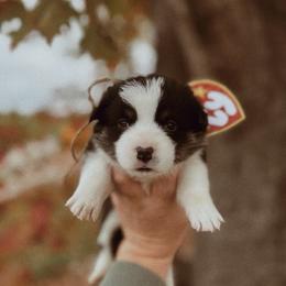 Marnie - Black and tan female Pembroke Welsh Corgi puppy in La Porte City, Iowa from Cedar River Corgis