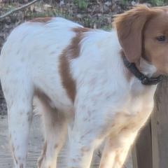 Boy 3 - Orange and white French Brittany puppy in New Florence, Pennsylvania from Laurel Furnace Bretons