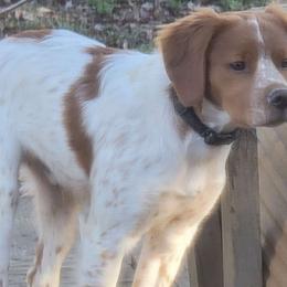 Boy 3 - Orange and white French Brittany puppy in New Florence, Pennsylvania from Laurel Furnace Bretons