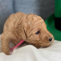 Girl 3 Pink Collar - Red  female Goldendoodle puppy in Toledo, Ohio from Avery Doodle Day LLC