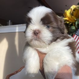 Boy 3 - Tricolor male Shih Tzu puppy in Troy, Michigan from "Shihtzu Best Friend"