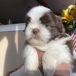 Boy 3 - Tricolor male Shih Tzu puppy in Troy, Michigan from "Shihtzu Best Friend"