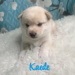 Kaede - Cream male Shiba Inu puppy in Inverness, Florida from Shore Thing Shiba’s