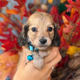 Theodore 3300 - Cream male Dachshund puppy in North Branch, Michigan from Monarch Miniature Dachshunds