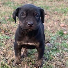 Boy 2 - Black male Catahoula Leopard Dog puppy in Gadsden, Alabama from Rich Cat’s