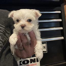 Appie - White female Morkie puppy in Taylorsville, North Carolina from Mountain Top Hot Tailz