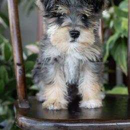 Bernedoodle and Schnoodle Puppies from Grand Lake Poodles & Doodles