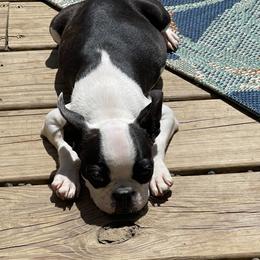 Boston Terrier Puppies from Bonze Boston Terriers