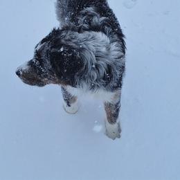 Badger (upcoming stud prospect) - Australian Shepherd