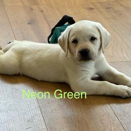 Boy 4 - Yellow male Labrador Retriever puppy in Santa Clarita, California from Five Star Labradors