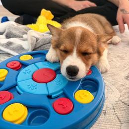 Pembroke Welsh Corgi Puppies from McGovern Family Corgis
