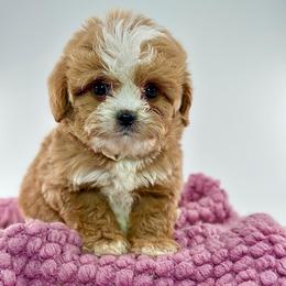 Annabelle - Red female Cavapoo puppy in Melissa, Texas from Southern Love Cavapoos & Maltipoos