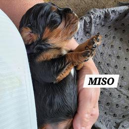 Miso - Black and tan female Cavalier King Charles Spaniel puppy in Lehi, Utah from Angels and Nobility Cavaliers