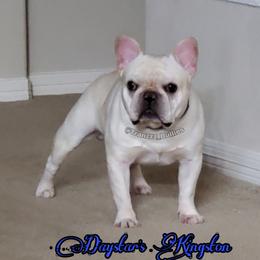 Kingston - French Bulldog