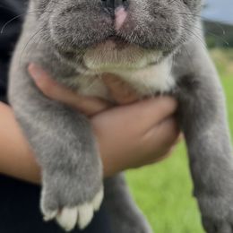 French Bulldog and Pembroke Welsh Corgi Puppies from Drea M Companion Puppies