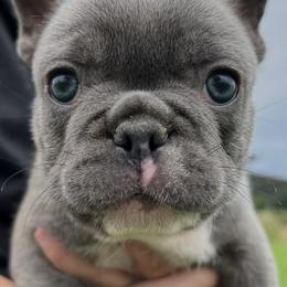 French Bulldog and Pembroke Welsh Corgi Puppies from Drea M Companion Puppies