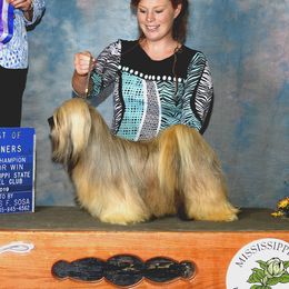 Macho - Lhasa Apso