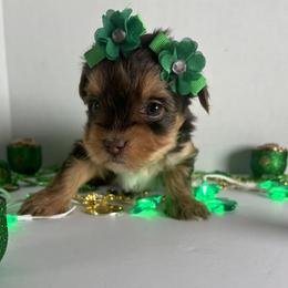 Chocolate girl - Chocolate, tan and white female Yorkshire Terrier puppy in Gainesville, Georgia from Country Dog Kennels.