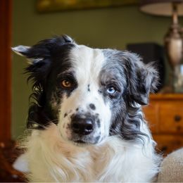 Atka - Border Collie