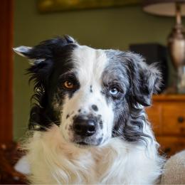 Atka - Border Collie