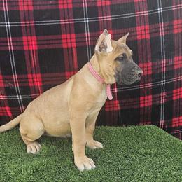 Perro de Presa Canario Puppies from Mesquite Creek Kennels
